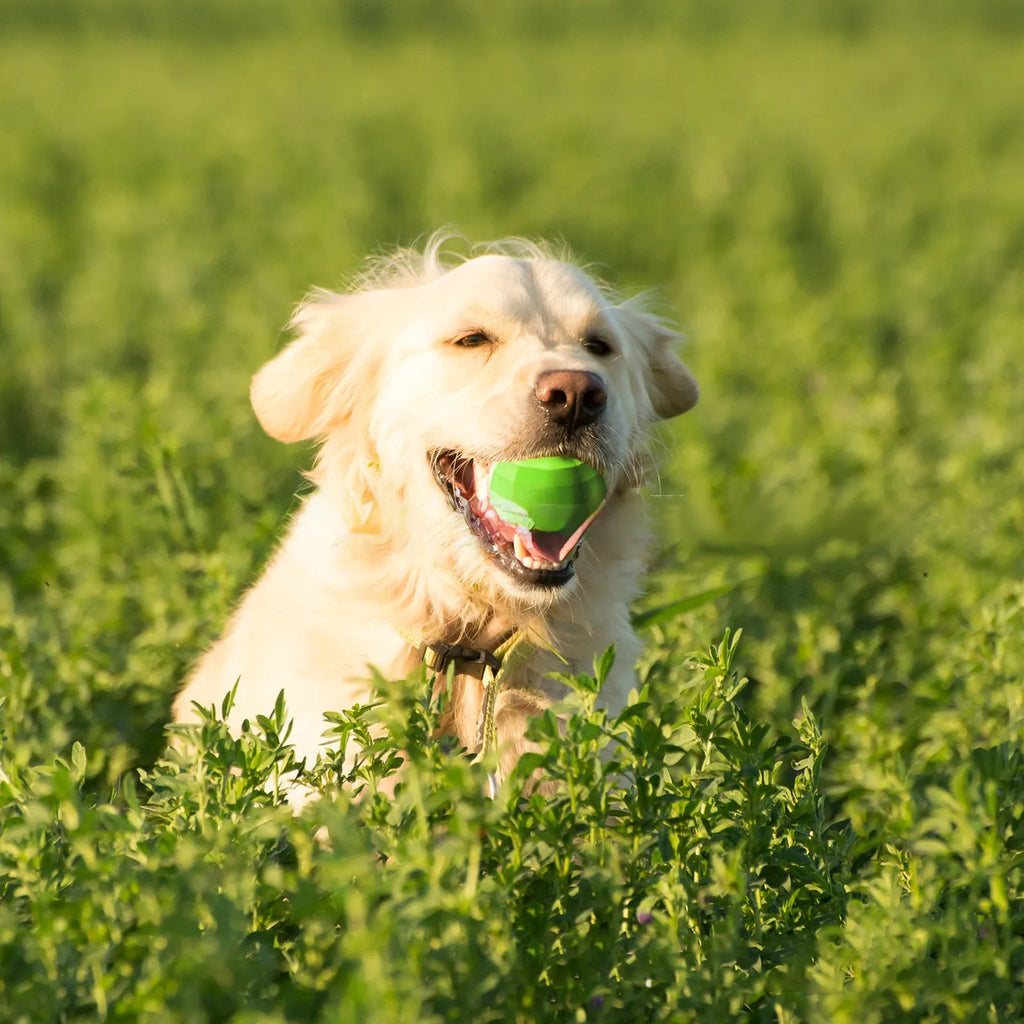 Green natural rubber dog chew ball with squeaker for large breed aggressive chewers