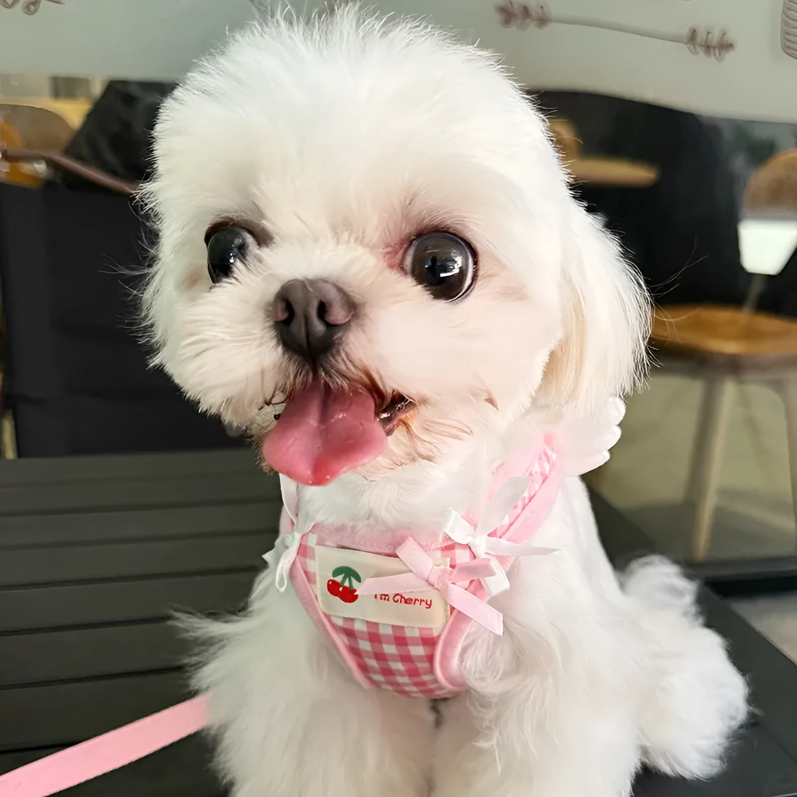 Small dog harness with chest and back handles in cotton material, black or pink colour