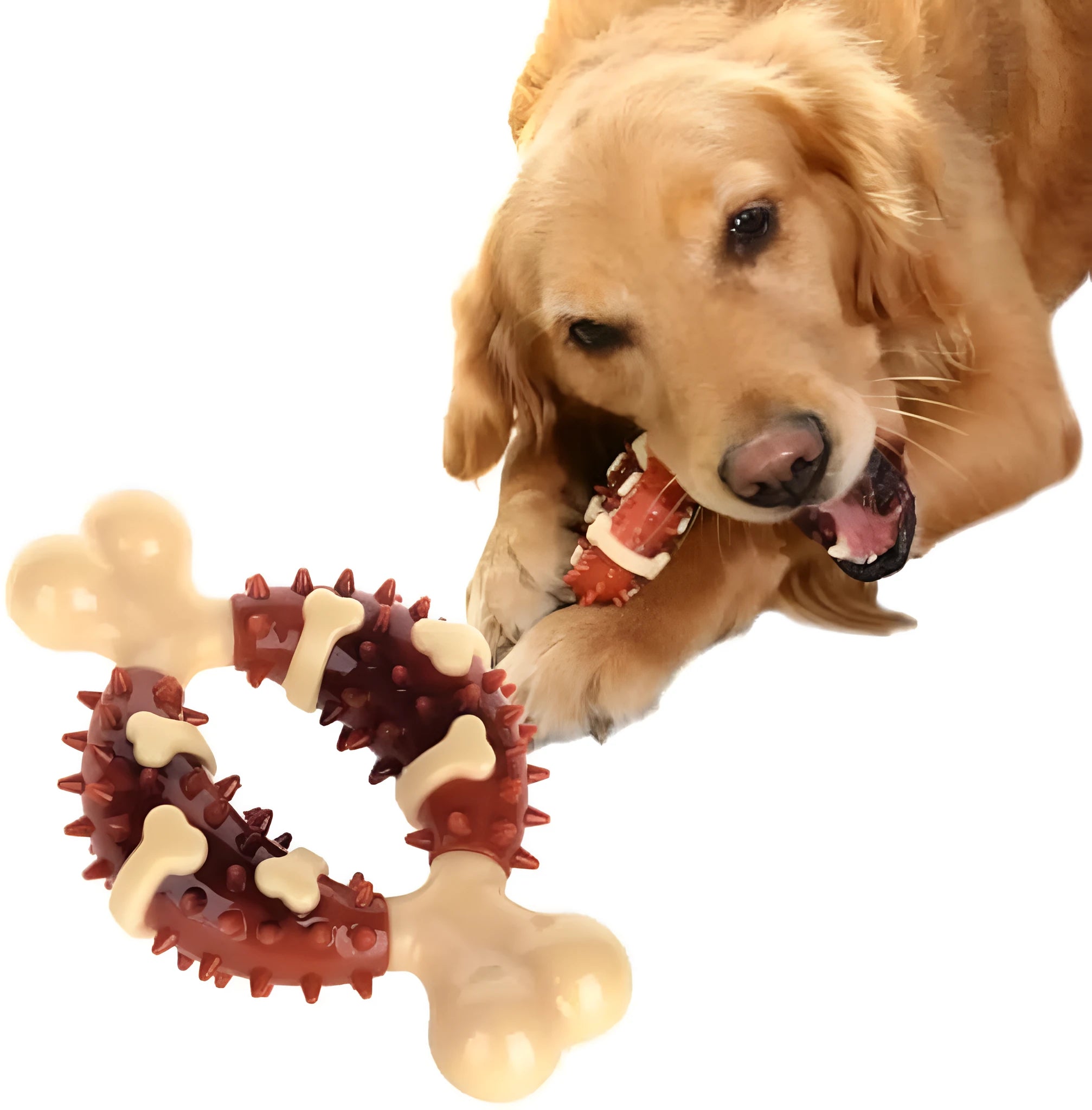 Natural rubber bone-shaped dog chew toy for dental care and anxiety relief in two size options