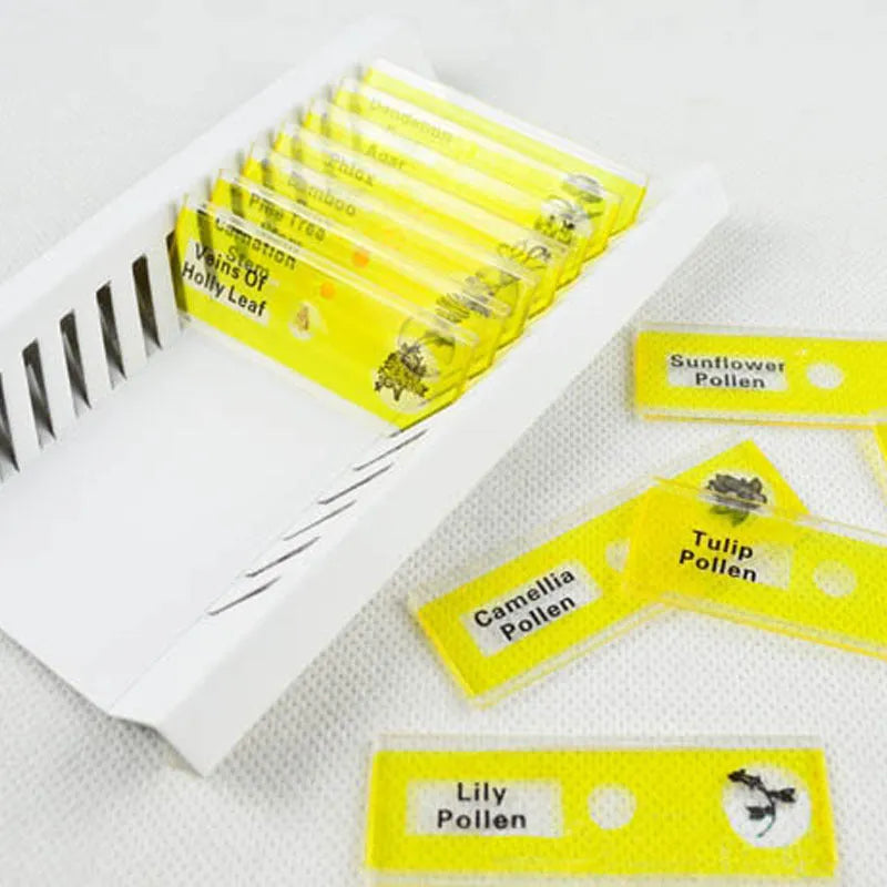 Plastic microscope slides for children with colour-coded biological specimens including plant rhizomes