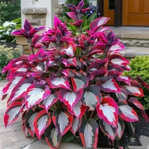 Coloured leaves jade barrettes flower seeds packet with 50 tablets for home gardening projects