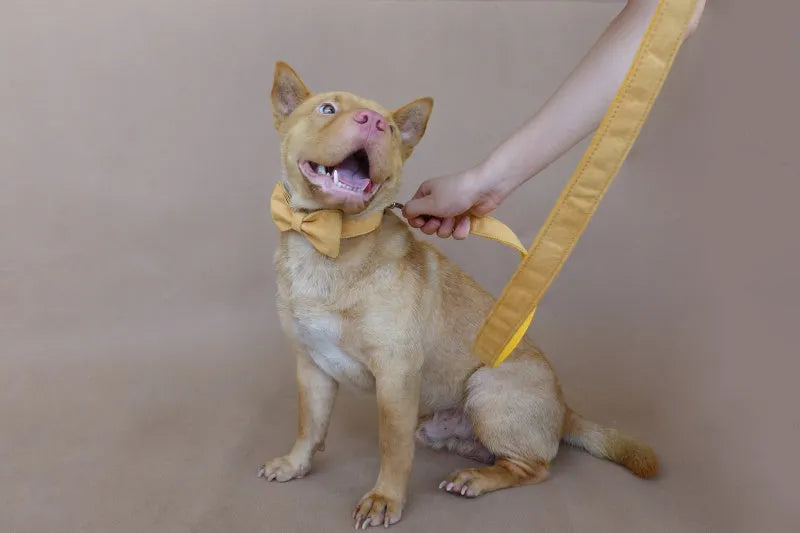 Yellow velvet polyester adjustable dog collar on a light background showing buckle and sizing details.