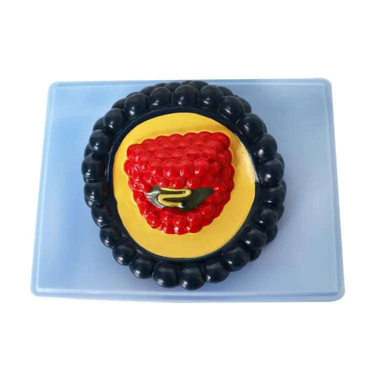 Black PVC virus biological model measuring 20x15x7 cm for medical education