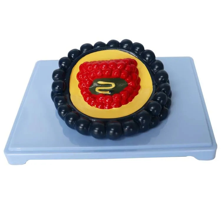 Black PVC virus biological model measuring 20x15x7 cm for medical education