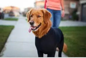 Zhongda four-legged elastic dog clothing in blue on a small dog, showing full body coverage and leg openings.