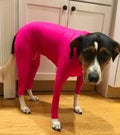 Zhongda four-legged elastic dog clothing in blue on a small dog, showing full body coverage and leg openings.