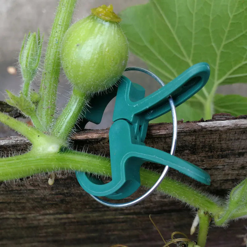 Green plastic and zinc plant fixing clips for supporting climbing beans and tomatoes.