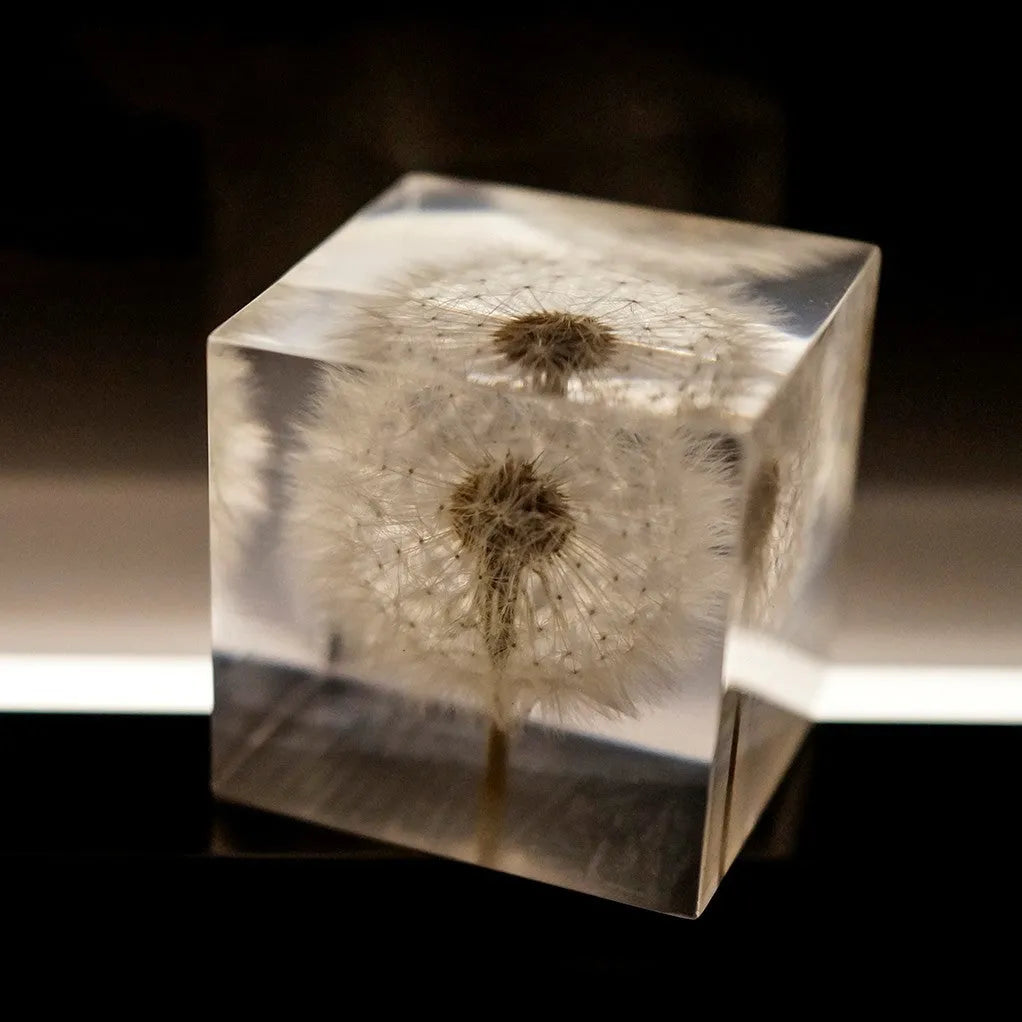 5cm clear resin cube containing one dandelion on wooden box with USB LED base
