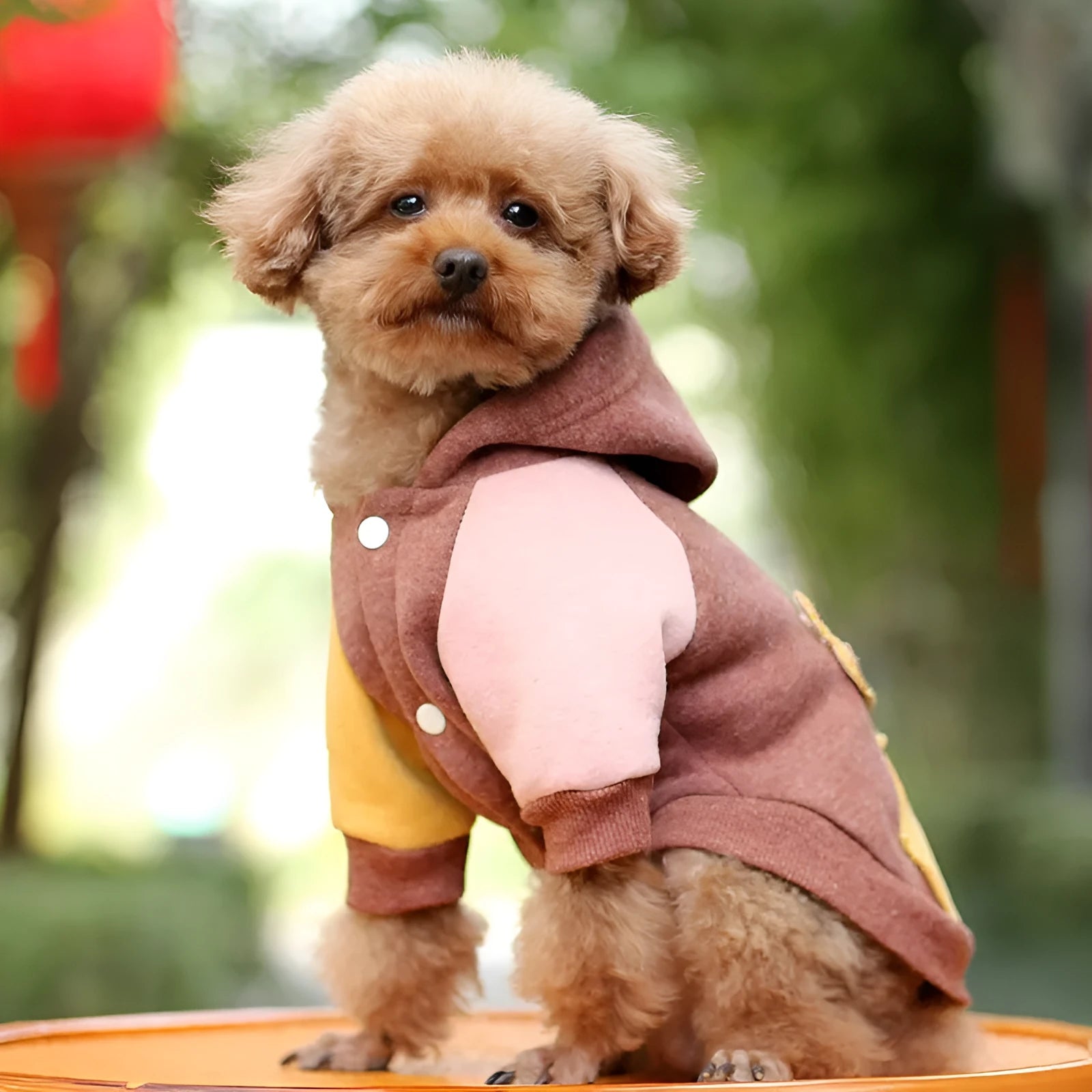 Brown cotton pet hoodie sweatshirt for a dog, sizes XS to 2XL