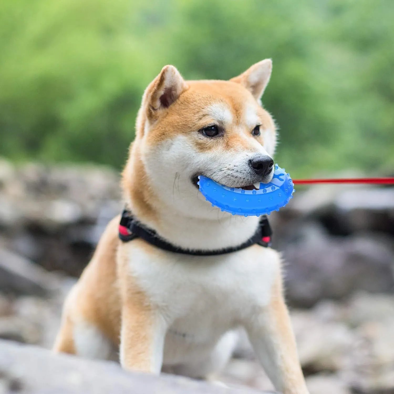 Freezable dog teething toy in bones and circles shapes with treat pocket