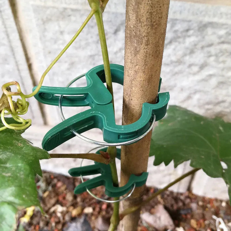 Green plastic and zinc plant fixing clips for supporting climbing beans and tomatoes.