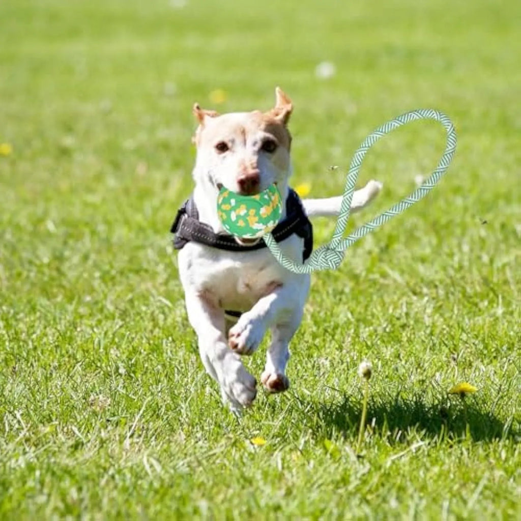Natural rubber dog ball attached to a nylon rope for fetch and tug play.