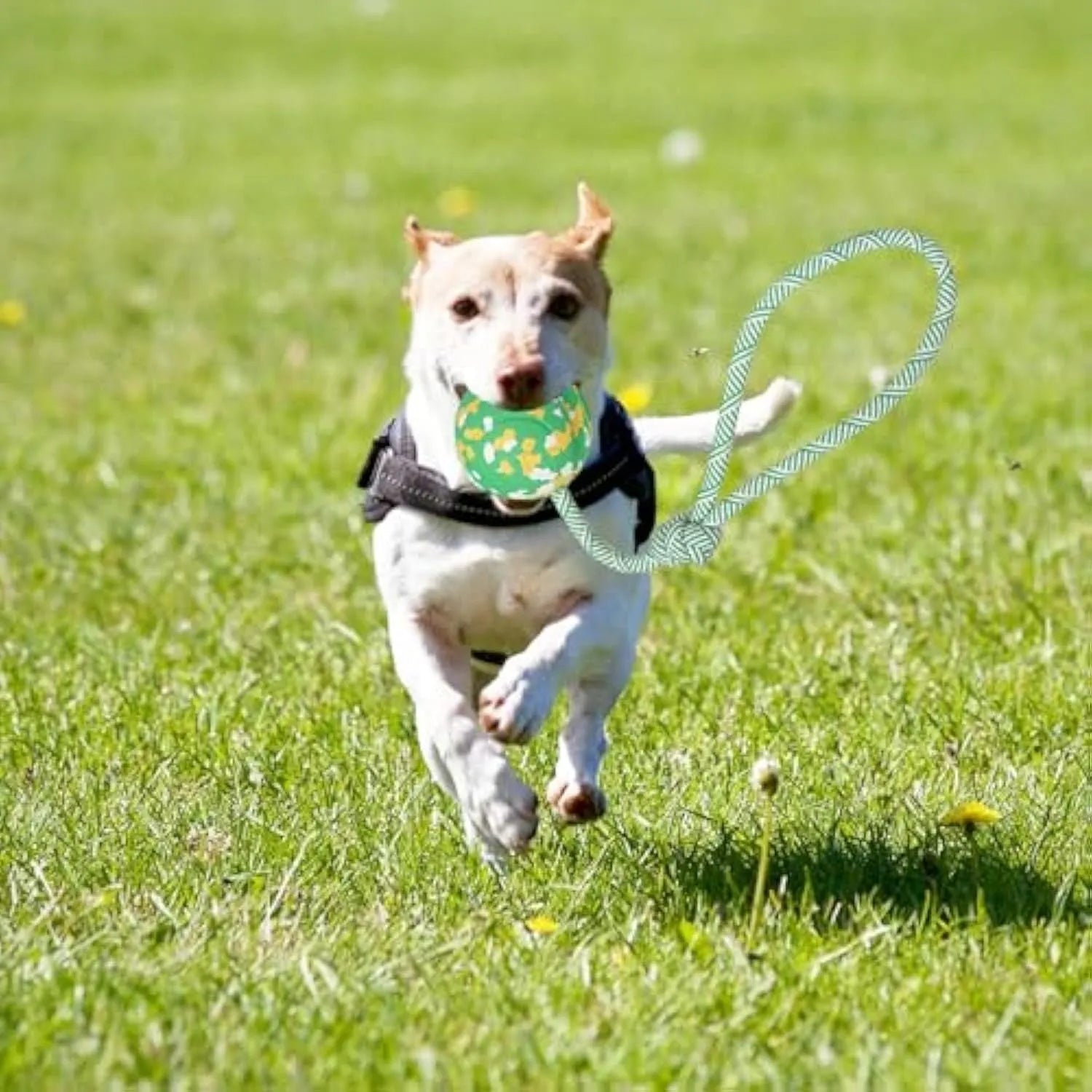 Natural rubber dog ball attached to a nylon rope for fetch and tug play.