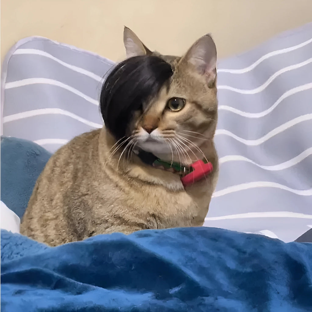 Black polyester cat wig with imitation braid design for feline dress-up and pet photography