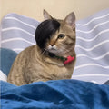 Black polyester cat wig with imitation braid design for feline dress-up and pet photography
