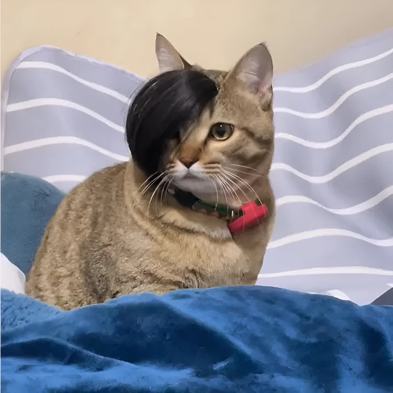 Black polyester cat wig with imitation braid design for feline dress-up and pet photography