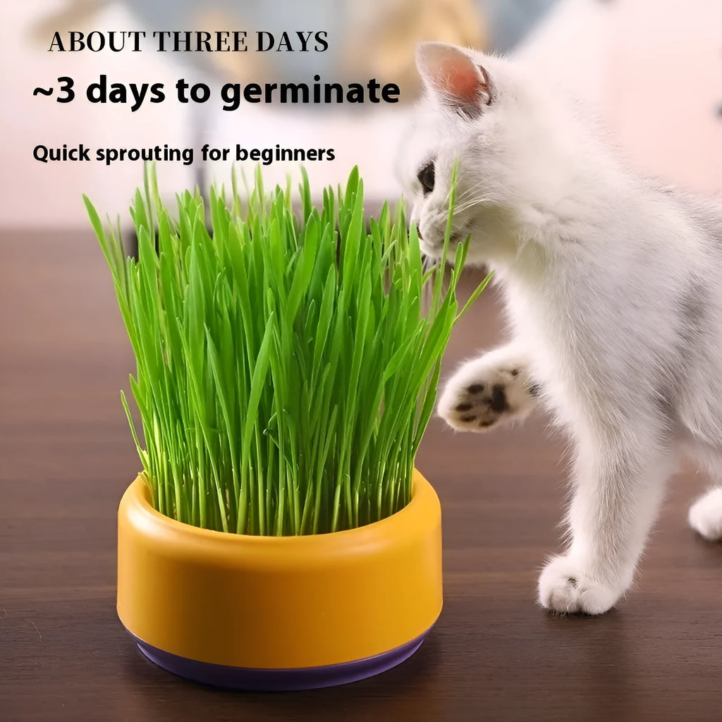Blue hydroponic cat grass kit with wheatgrass seeds in a planter cup