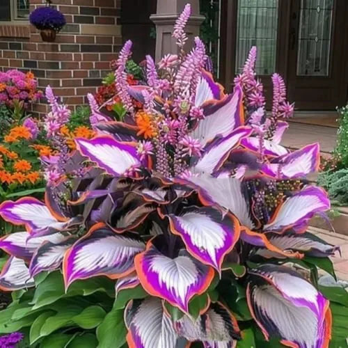Coloured leaves jade barrettes flower seeds packet with 50 tablets for home gardening projects