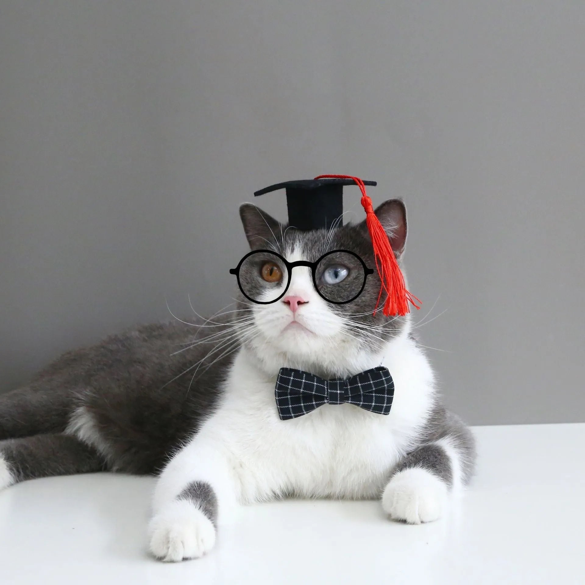 Doctor's Degree hair band and bow tie set for pets in wool felt with elastic hair band