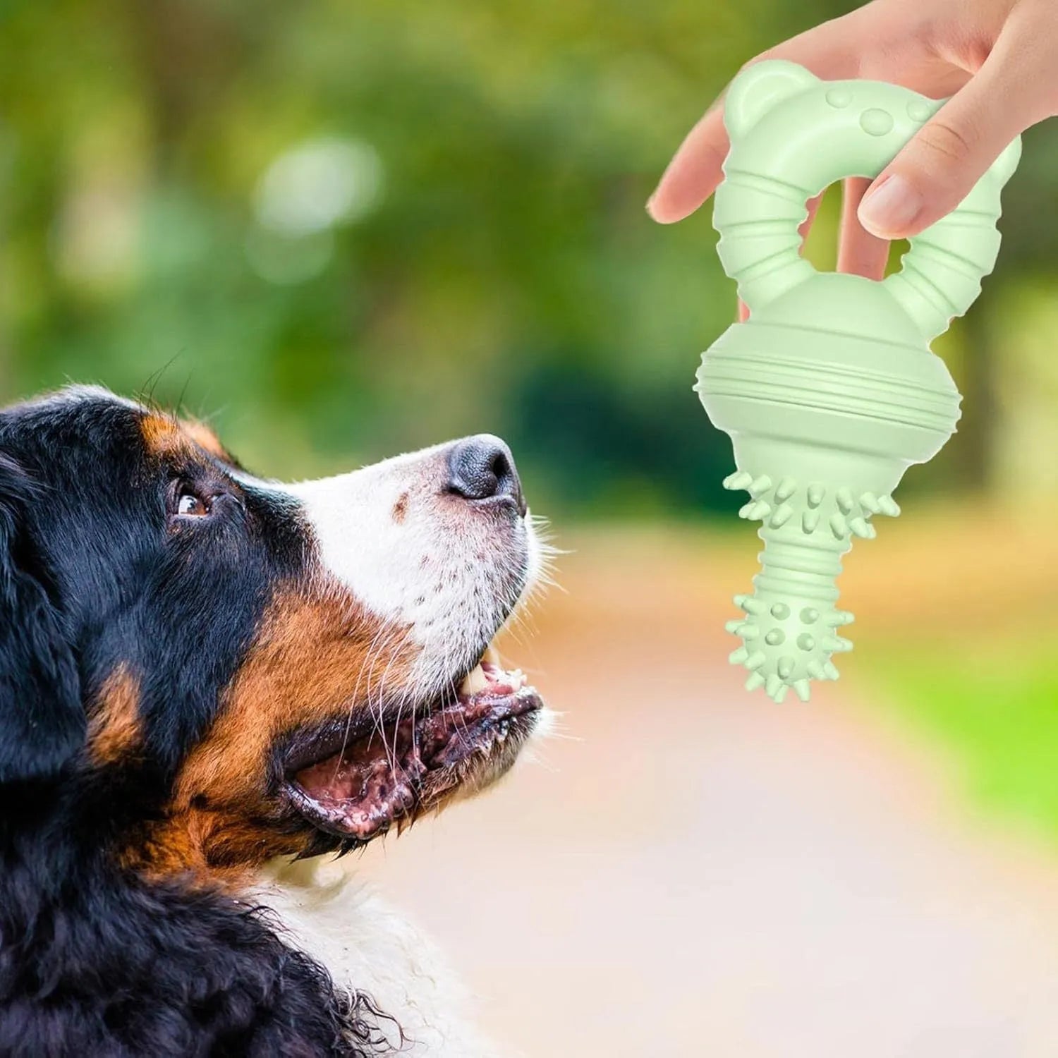 Blue molar-shaped rubber chew toy for dogs with concave-convex texture