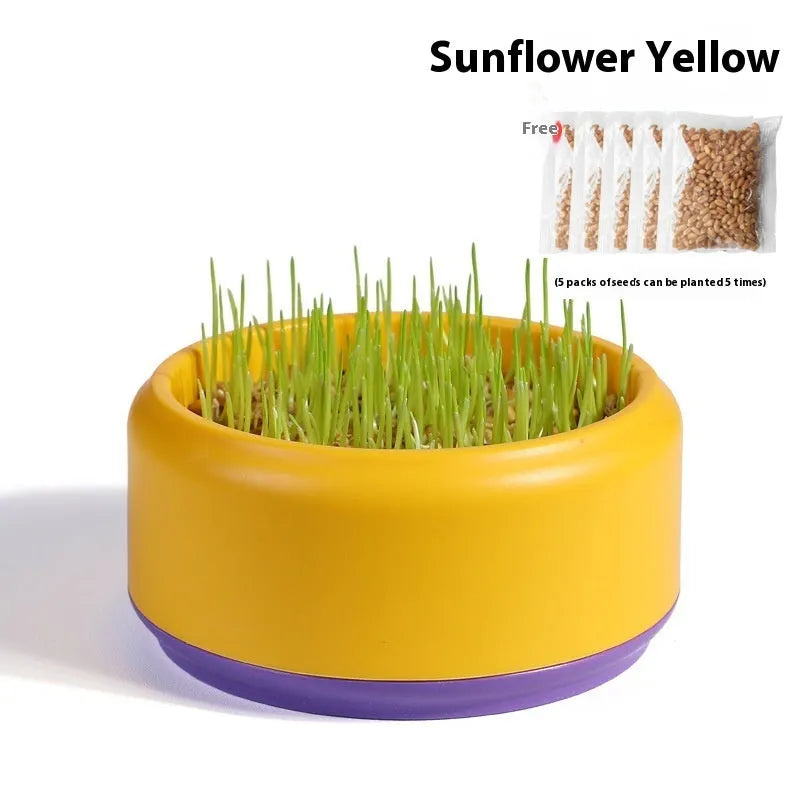 Blue hydroponic cat grass kit with wheatgrass seeds in a planter cup