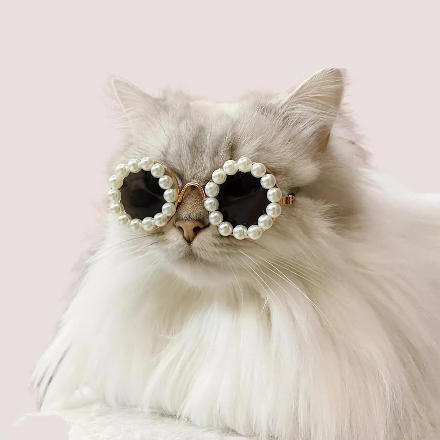 Pearl-rimmed round sunglasses for pets on cat and dog with black, blue, coffee, orange and purple colour options