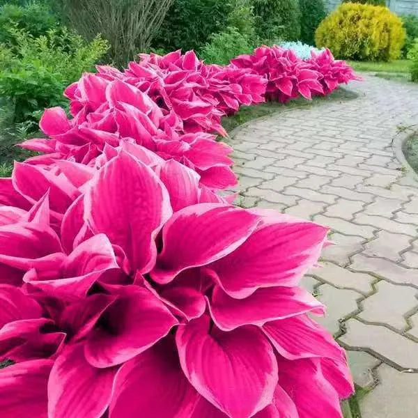 Coloured leaves jade barrettes flower seeds packet with 50 tablets for home gardening projects