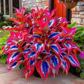 Coloured leaves jade barrettes flower seeds packet with 50 tablets for home gardening projects