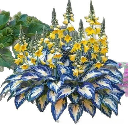 Coloured leaves jade barrettes flower seeds packet with 50 tablets for home gardening projects