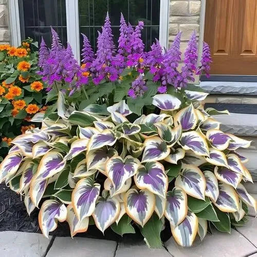 Coloured leaves jade barrettes flower seeds packet with 50 tablets for home gardening projects