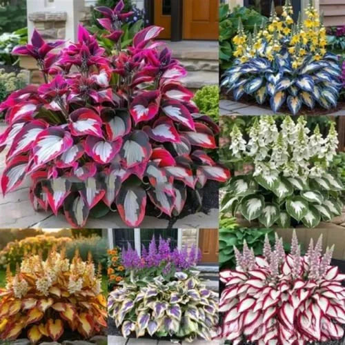 Coloured leaves jade barrettes flower seeds packet with 50 tablets for home gardening projects