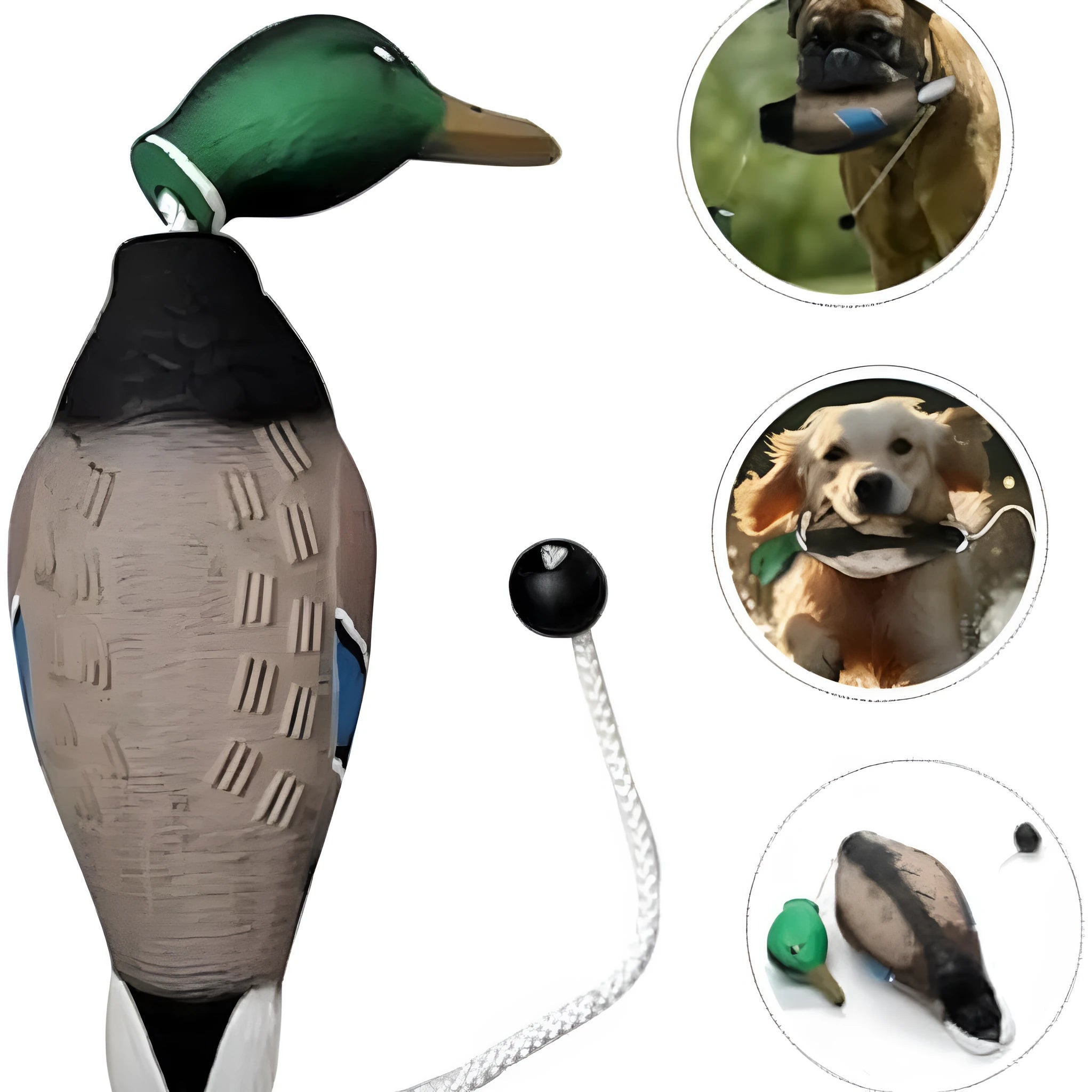 Green EVA duck dog toy with no stuffing and quacking sound, 35cm long, on white background