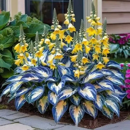 Coloured leaves jade barrettes flower seeds packet with 50 tablets for home gardening projects