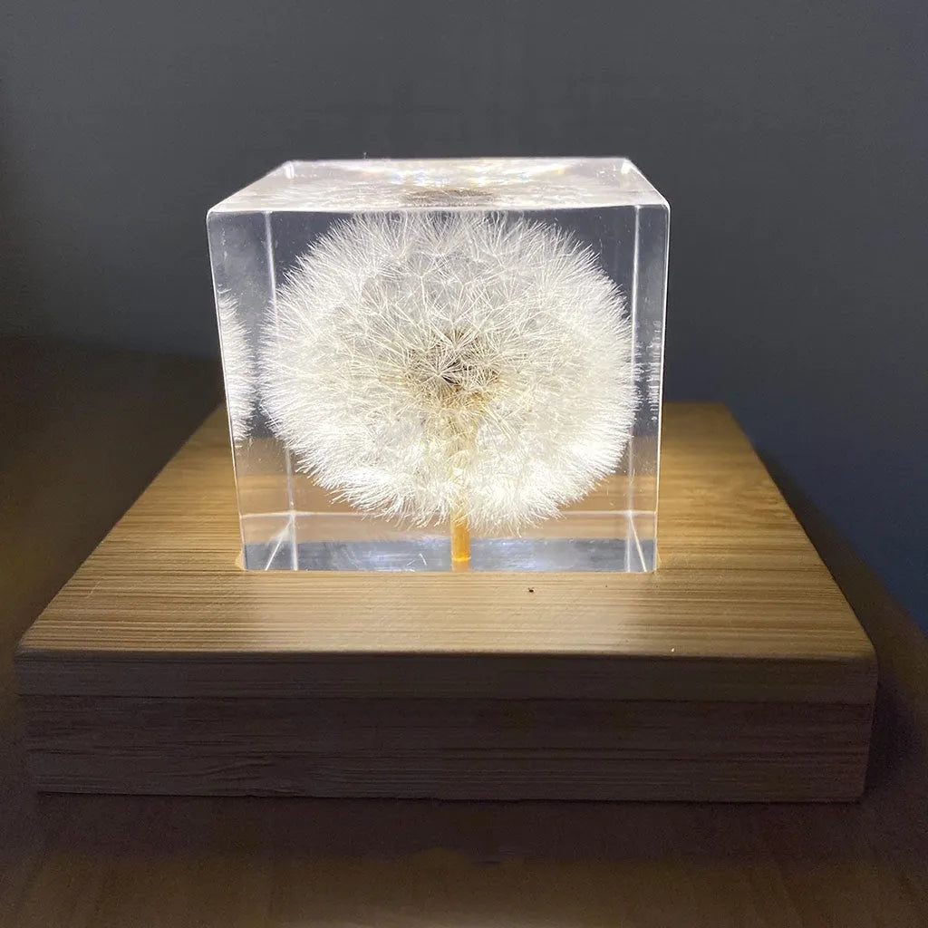 5cm clear resin cube containing one dandelion on wooden box with USB LED base