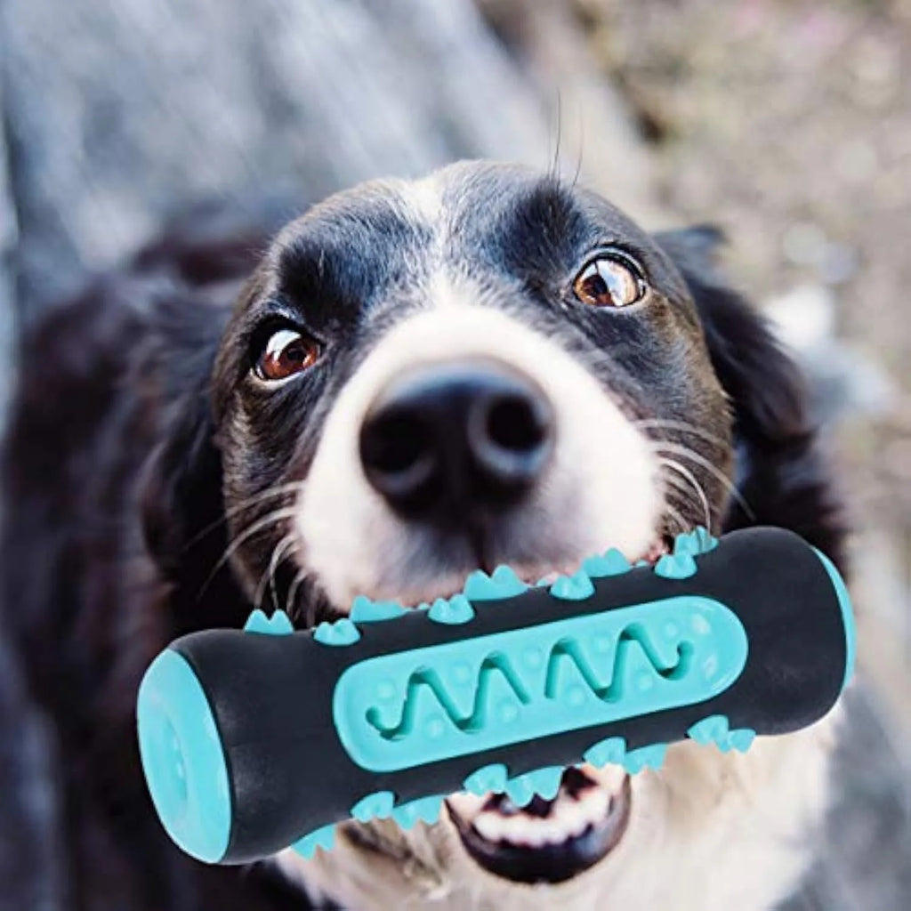 A 15cm long natural rubber dog toothbrush chew toy in assorted colours.