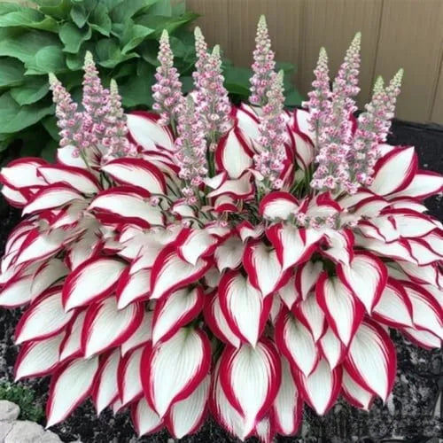Coloured leaves jade barrettes flower seeds packet with 50 tablets for home gardening projects