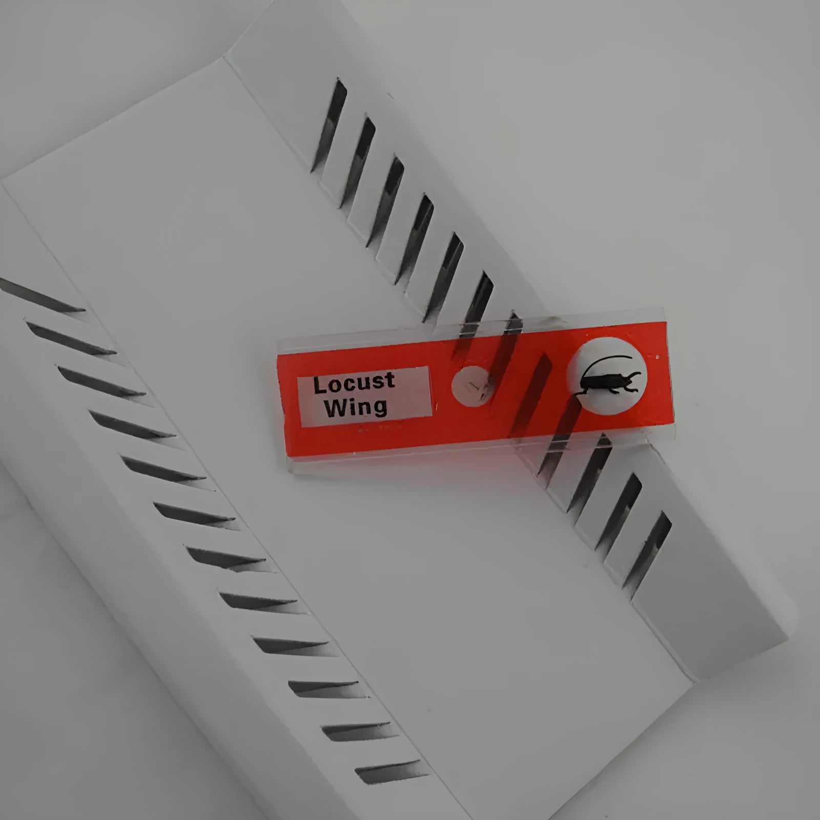 Plastic microscope slides for children with colour-coded biological specimens including plant rhizomes