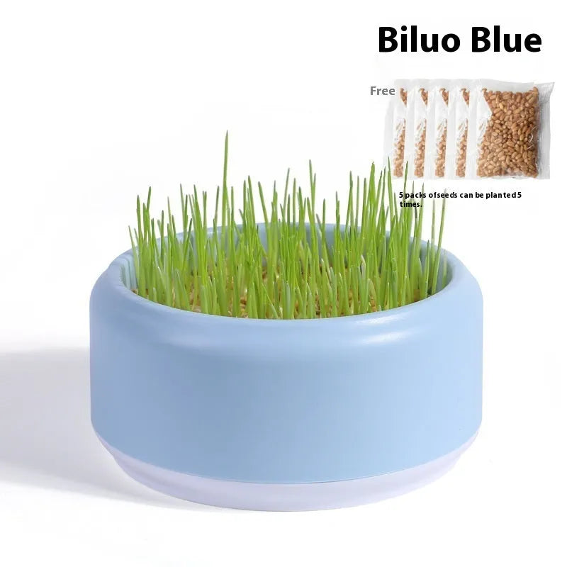 Blue hydroponic cat grass kit with wheatgrass seeds in a planter cup