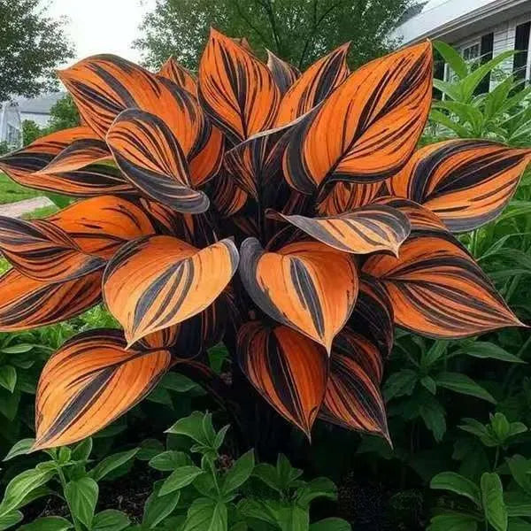 Coloured leaves jade barrettes flower seeds packet with 50 tablets for home gardening projects