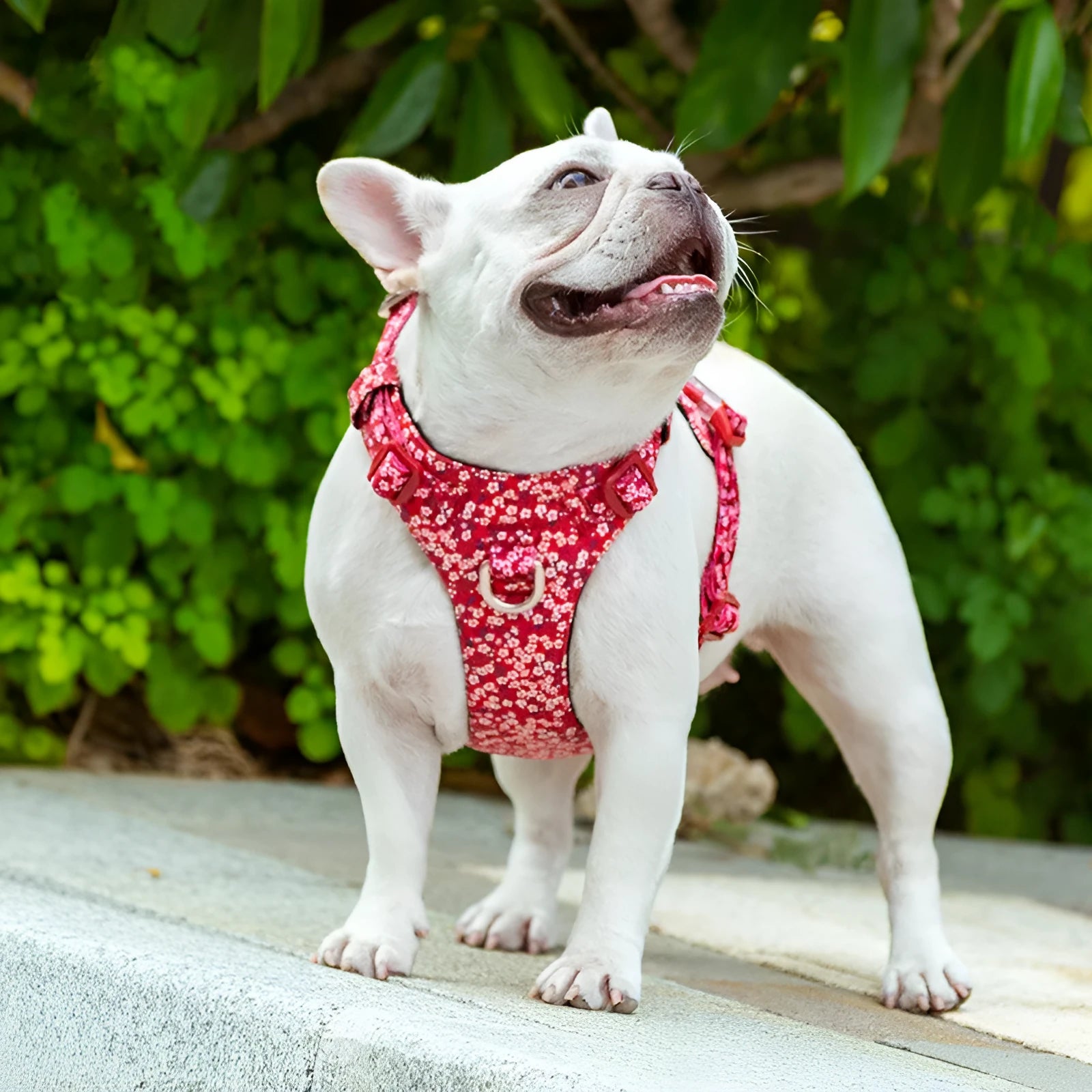 Pure cotton pet harness with floral pattern and chest strap in red, green, or blue colours
