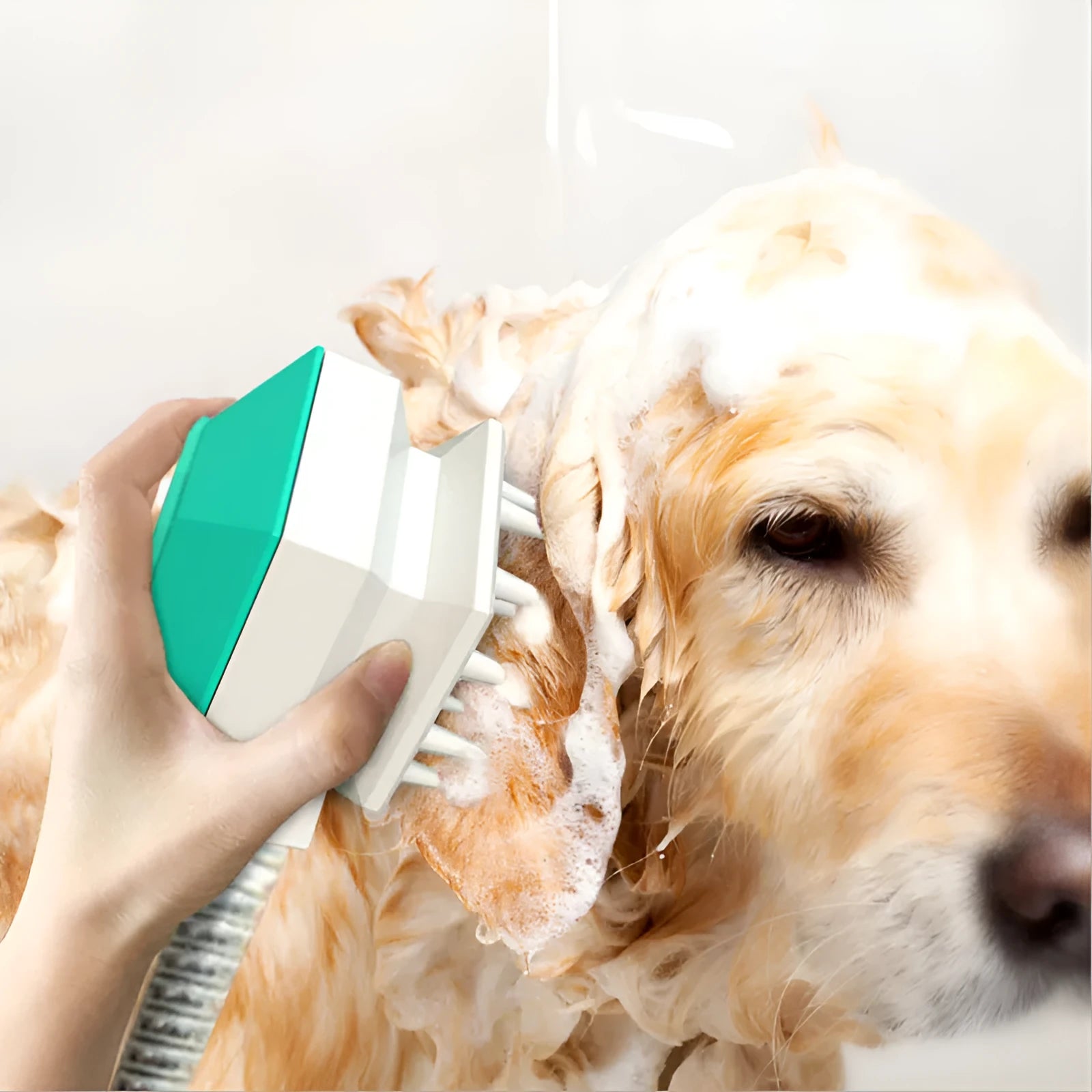 Pet shower brush nozzle with one-key switch and massage brush in blue for dogs and cats