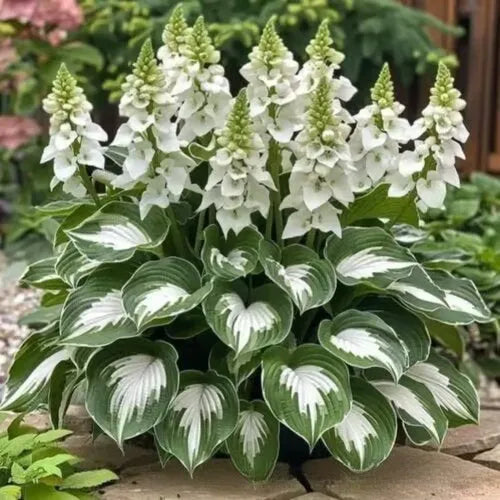 Coloured leaves jade barrettes flower seeds packet with 50 tablets for home gardening projects
