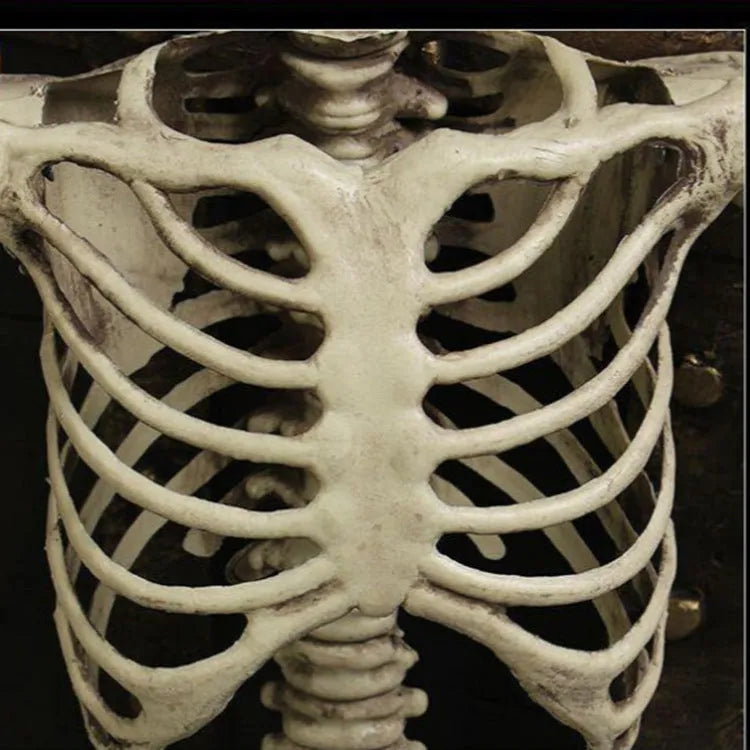 170cm tall plastic skeleton prop with detailed skull and full bone structure