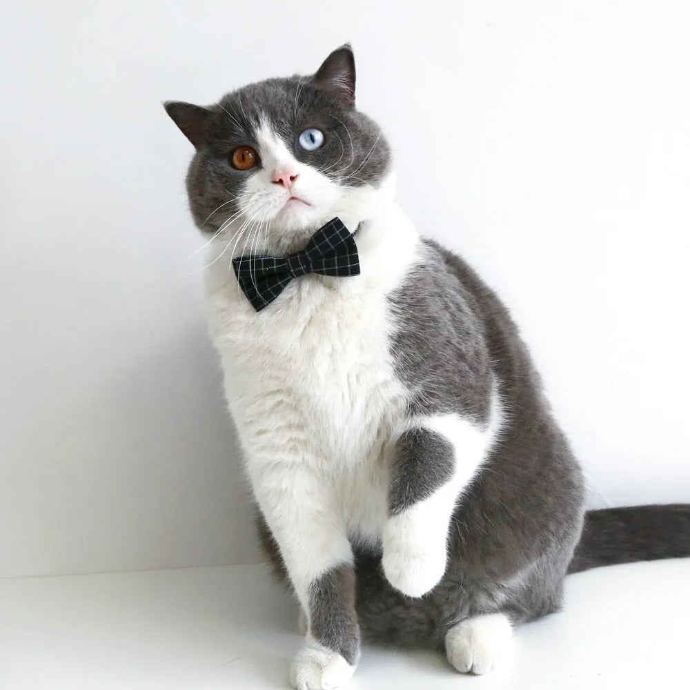 Doctor's Degree hair band and bow tie set for pets in wool felt with elastic hair band