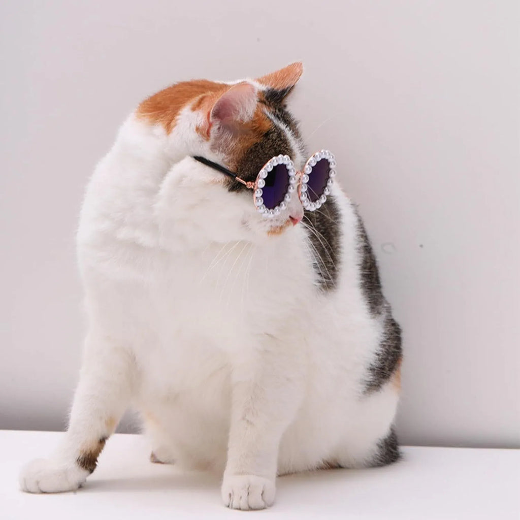 Pearl-rimmed round sunglasses for pets on cat and dog with black, blue, coffee, orange and purple colour options