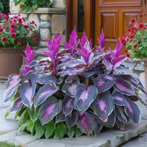 Coloured leaves jade barrettes flower seeds packet with 50 tablets for home gardening projects