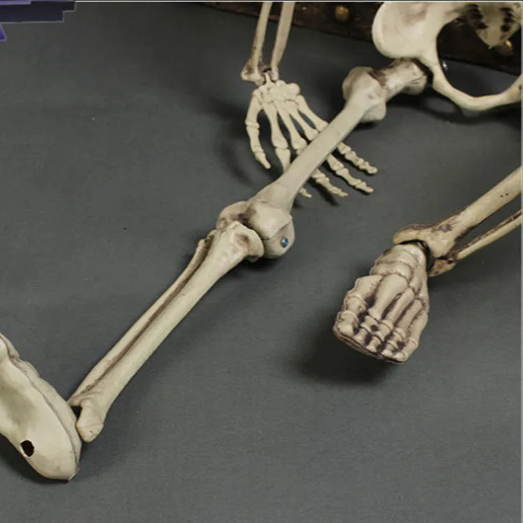 170cm tall plastic skeleton prop with detailed skull and full bone structure