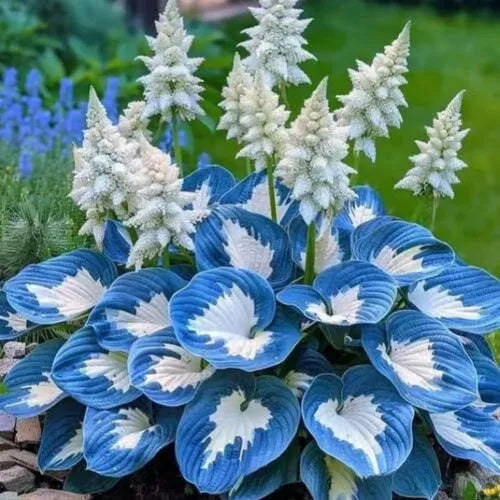 Coloured leaves jade barrettes flower seeds packet with 50 tablets for home gardening projects