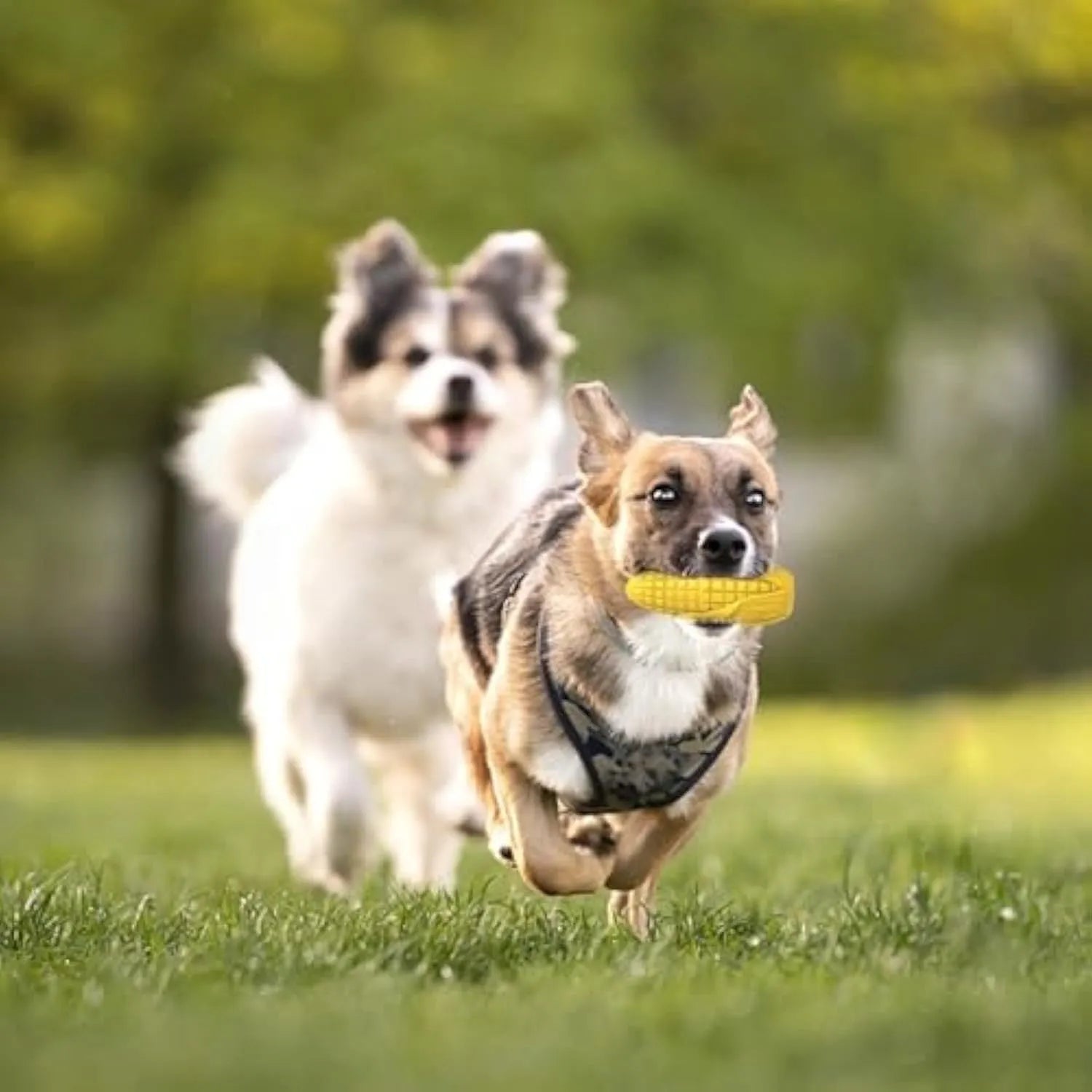 Blue and yellow corn-shaped durable dog chew toy for large breeds with a squeaker.