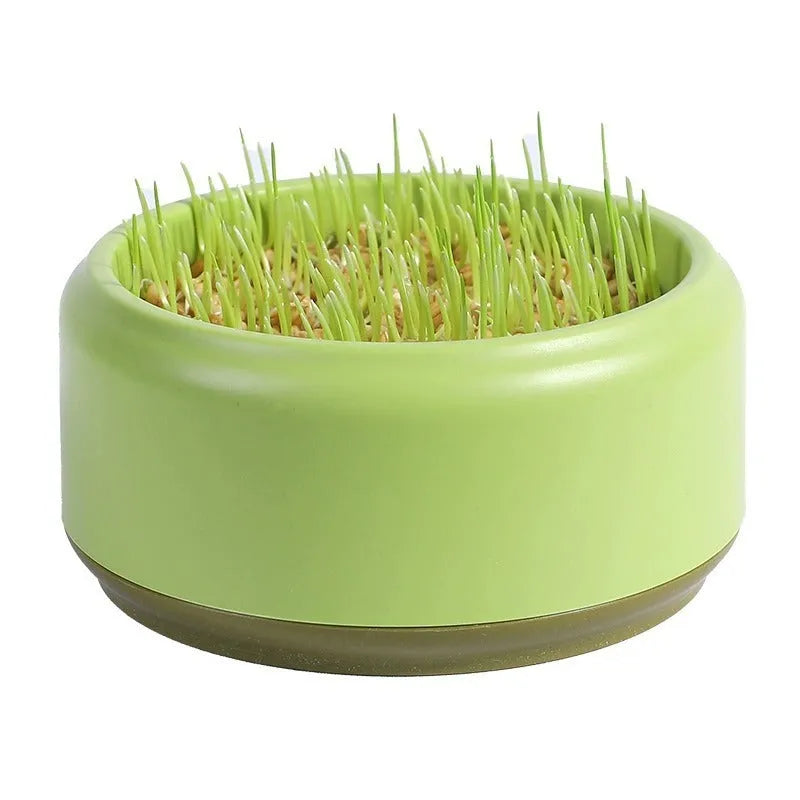 Blue hydroponic cat grass kit with wheatgrass seeds in a planter cup